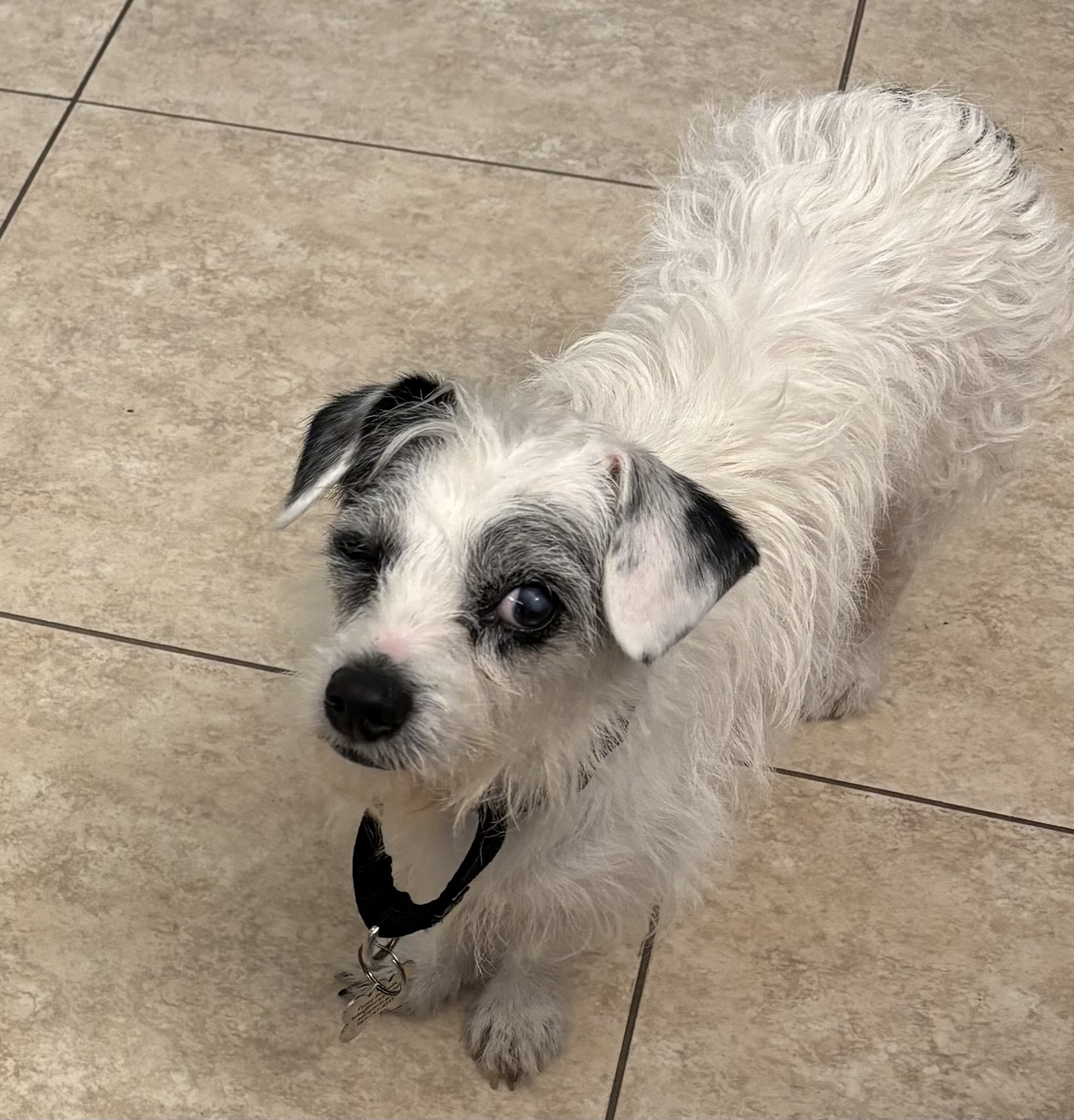Buster, a small white terrier mix with a wiry coat, stands on a tiled floor. He has one eye and a gentle, curious expression, wearing a black collar with keys attached.