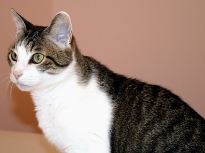 Daisy the cat, white middle with grey and black stripes on her back she has green eyes full of mischief. 