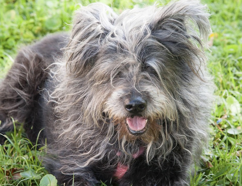 Image of Mitzvah a black, scruffy, happy dog with his tongue out.