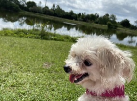 Sugar the white small dog. She is fluffy and full of kindness.