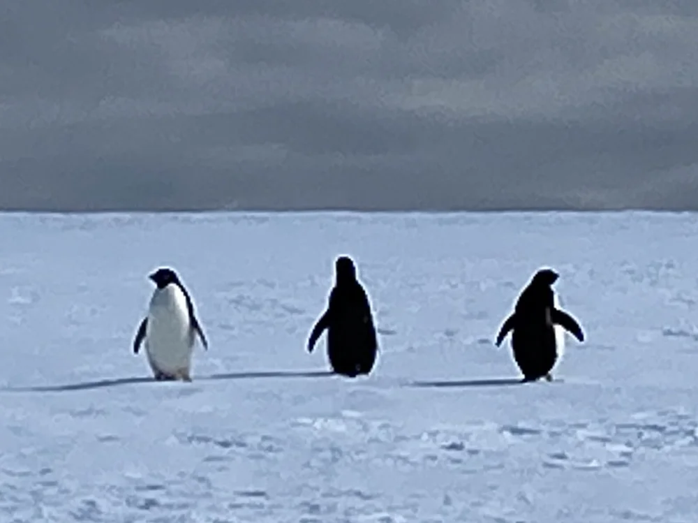 Three penguins walking across the snowy Antarctic landscape under a cloudy gray sky