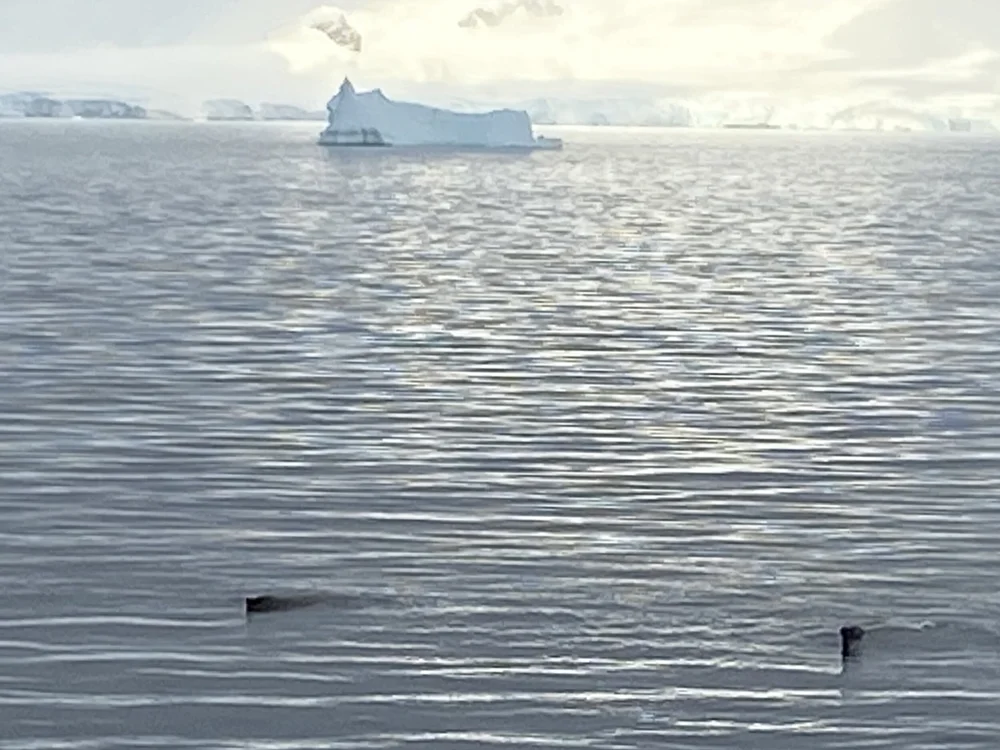 Two seals swimming in calm Antarctic waters with distant icebergs on the horizon