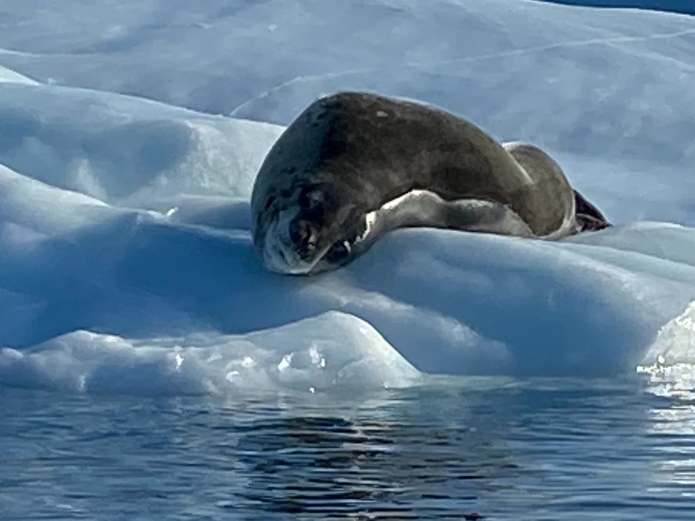 Leopard seal lying on a blue ice floe in calm Antarctic waters