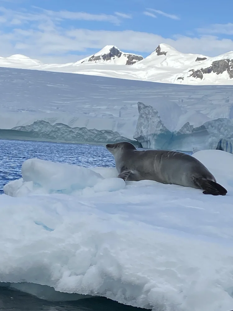 Leopard seal resting on a floating ice sheet with snowy Antarctic mountains in the background