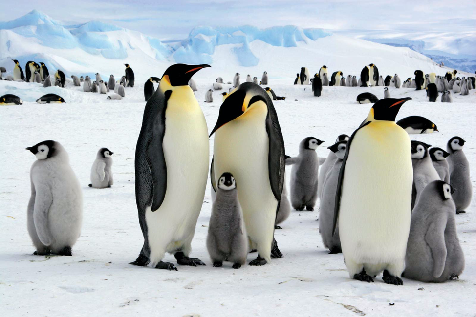 Large colony of emperor penguins with chicks on the Antarctic ice surrounded by blue icebergs