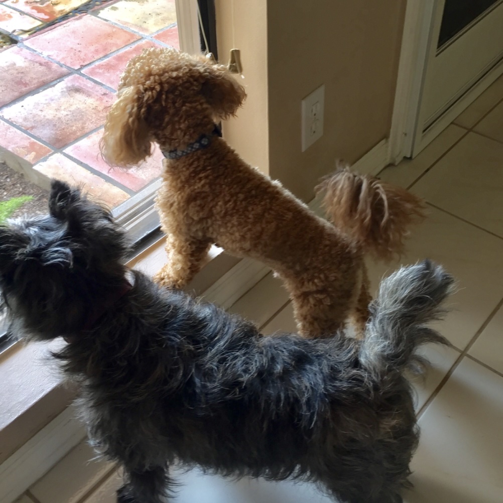Two small dogs, one with curly reddish fur and the other with wiry black fur, stand side by side indoors, looking out a glass door toward a tiled patio.