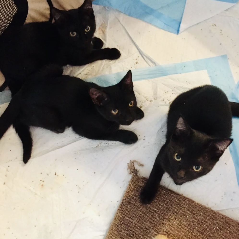 Three black kittens lying closely together on a soft surface, looking up with bright curious eyes. They were part of a foster group cared for during hurricane season.