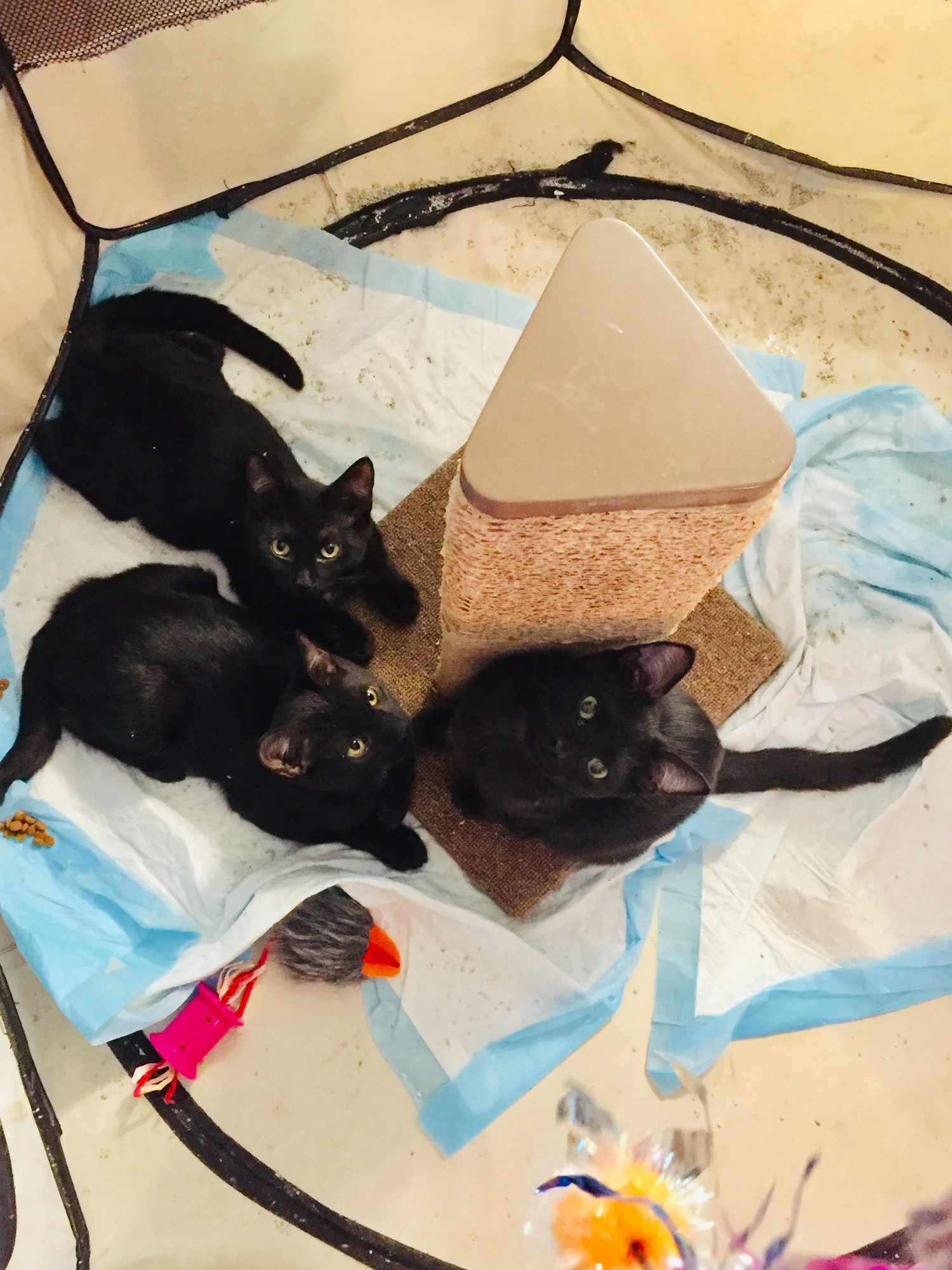 Three black kittens gathered around a triangular scratching post in a playpen, looking up curiously.