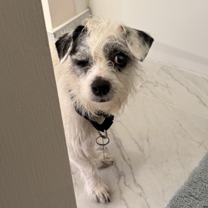 Buster the Foster Dog. He is small, white, fluffy and has black fur around his eyes and ears.