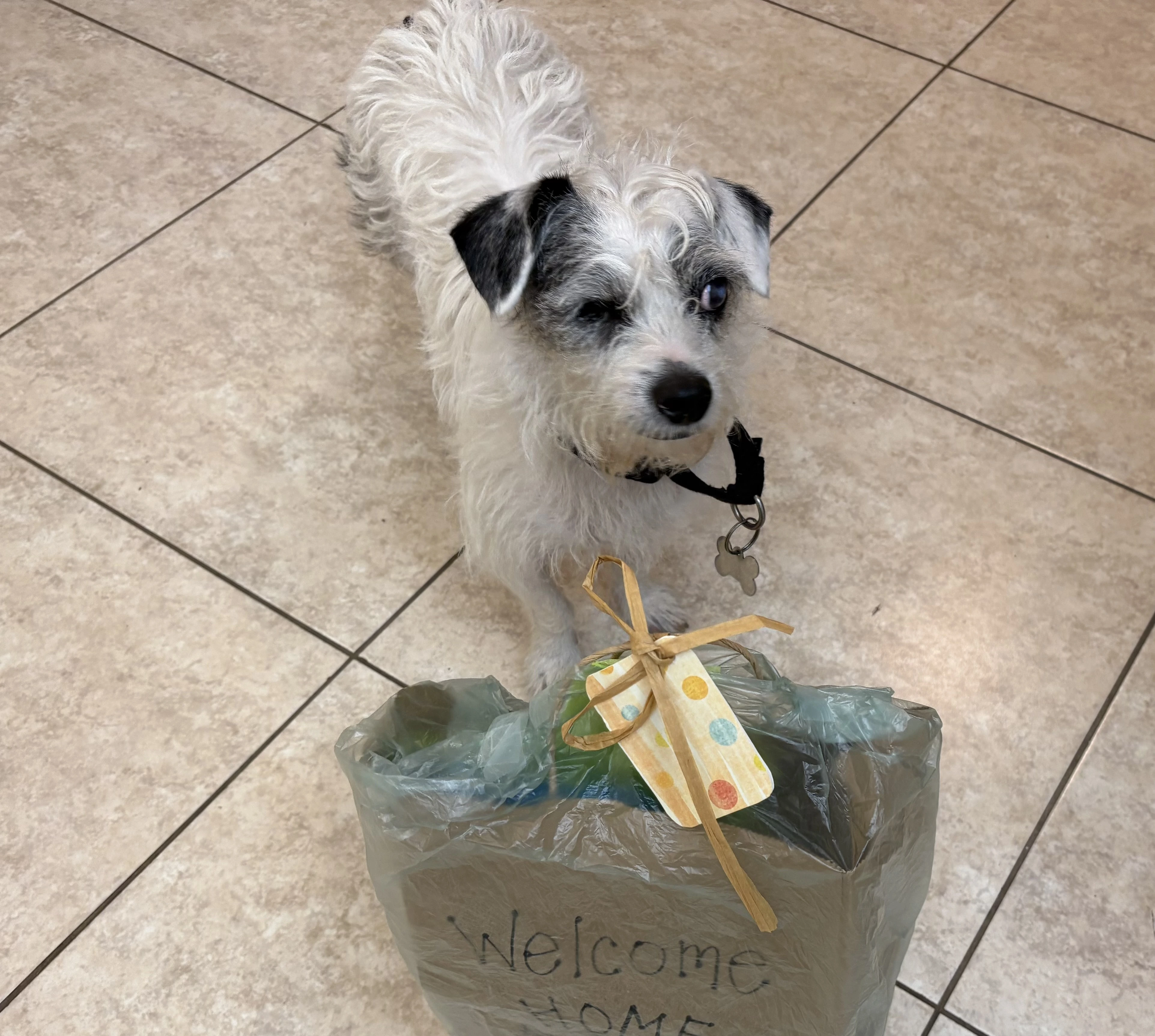Buster with his new collar in front of him is a Welcome Home care package.