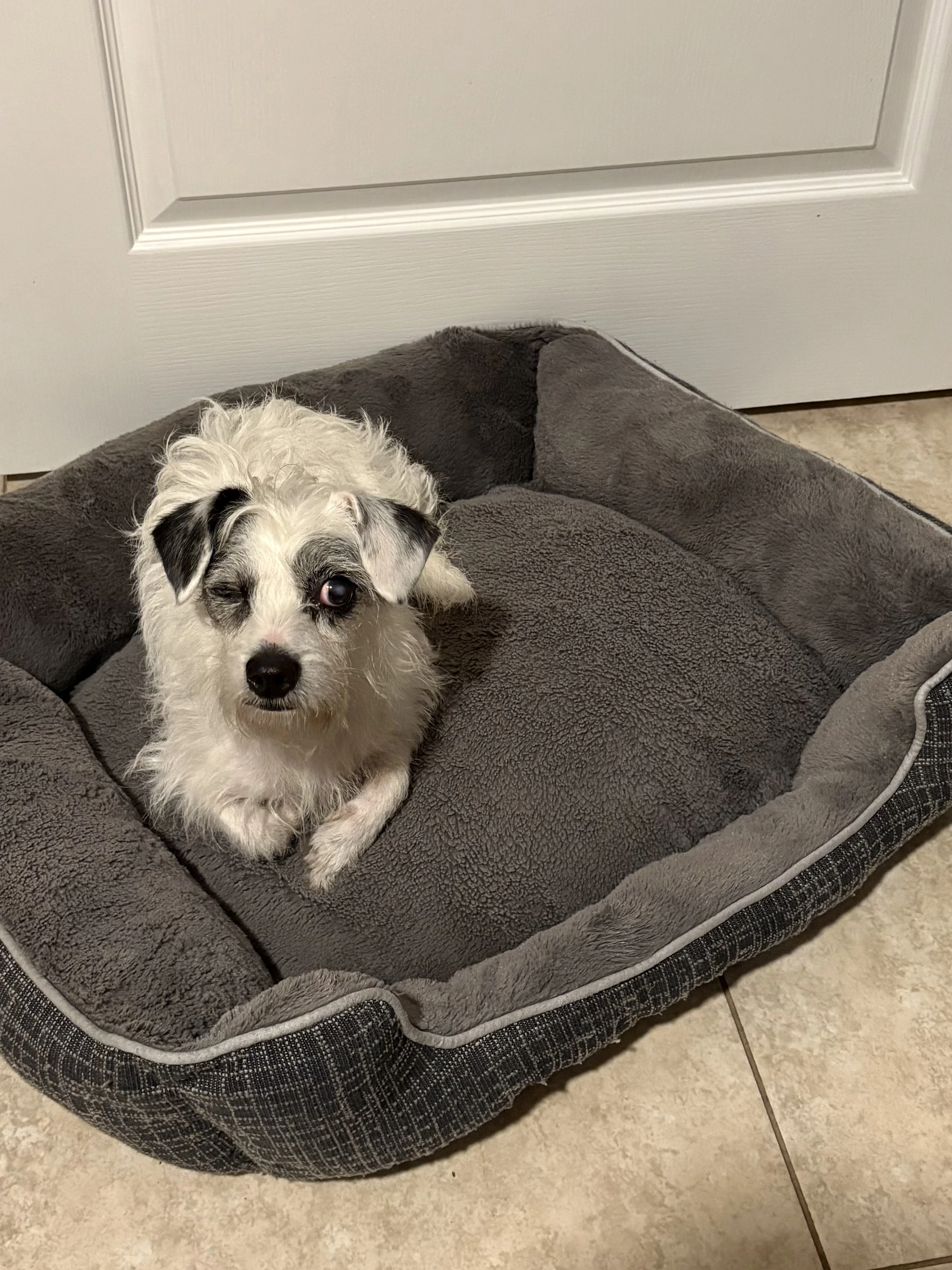 Buster looking up at the camera sitting nicely on his dog bed.