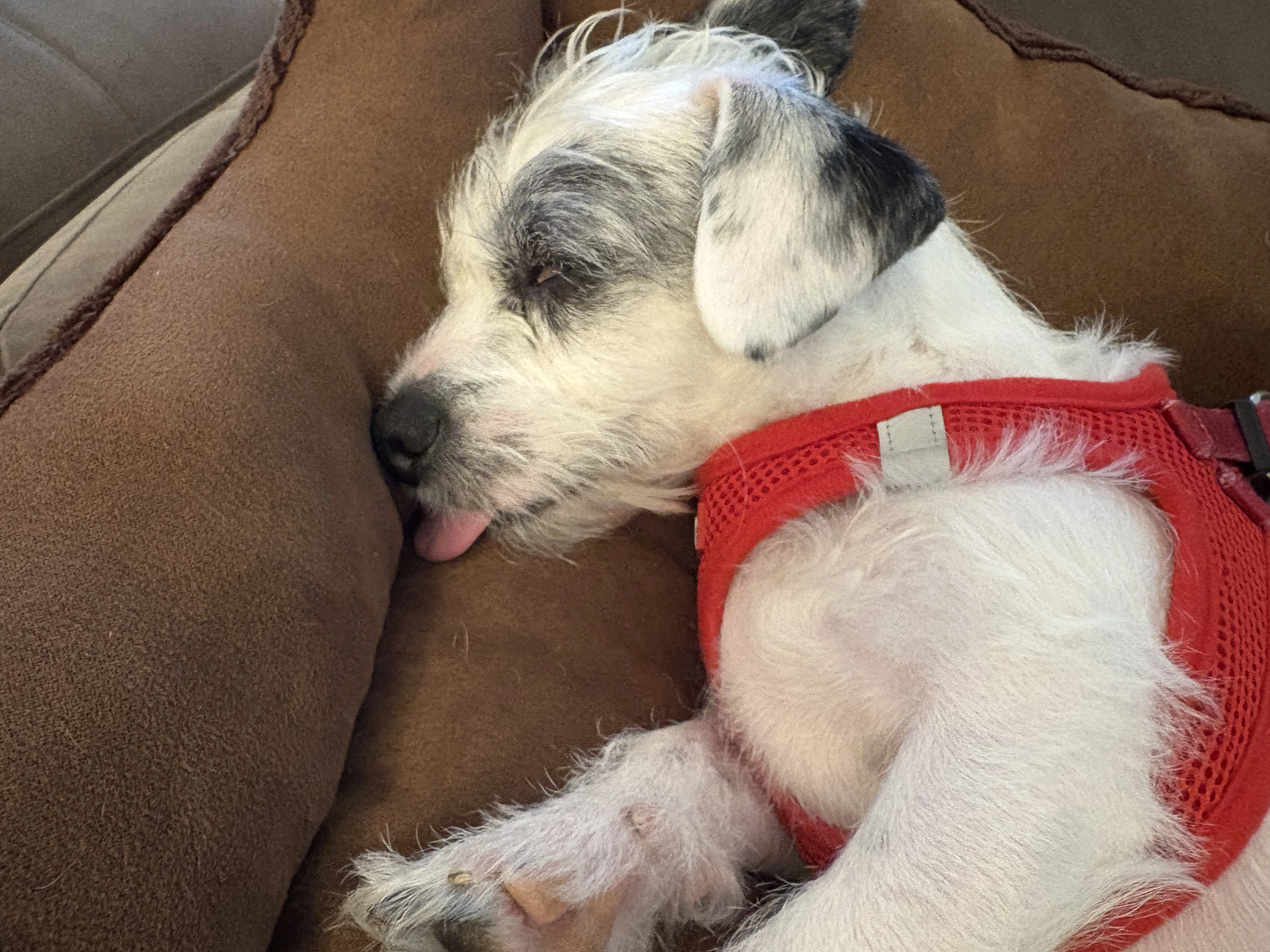 Buster sound asleep on his new brown dog bed. He is wearing a red vest and sleeping peacefully with his tongue out.