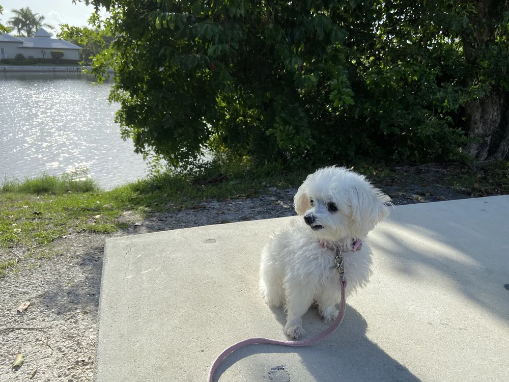 Sugar on her walk looking happy.