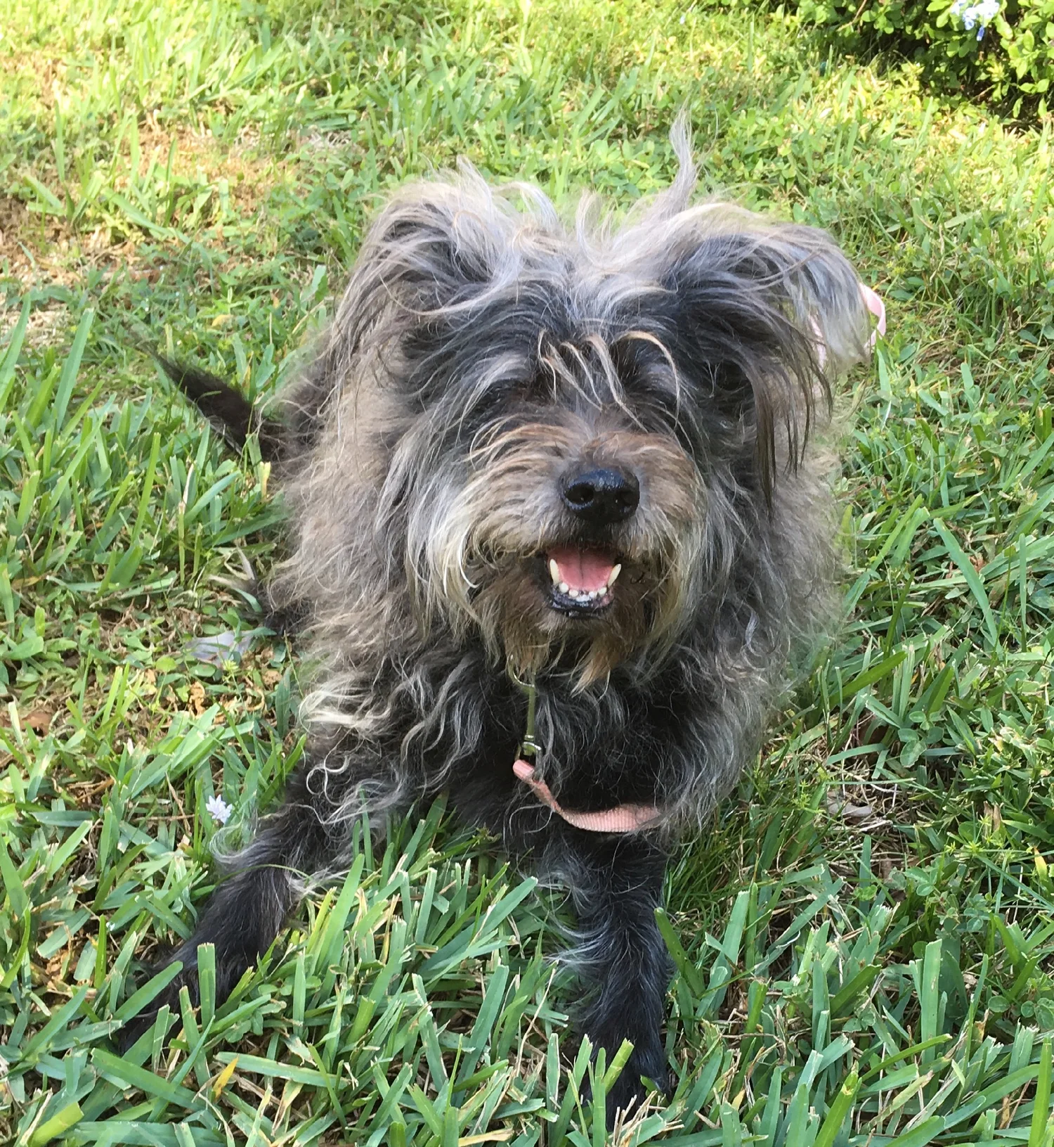Mitzvah laying in the grass