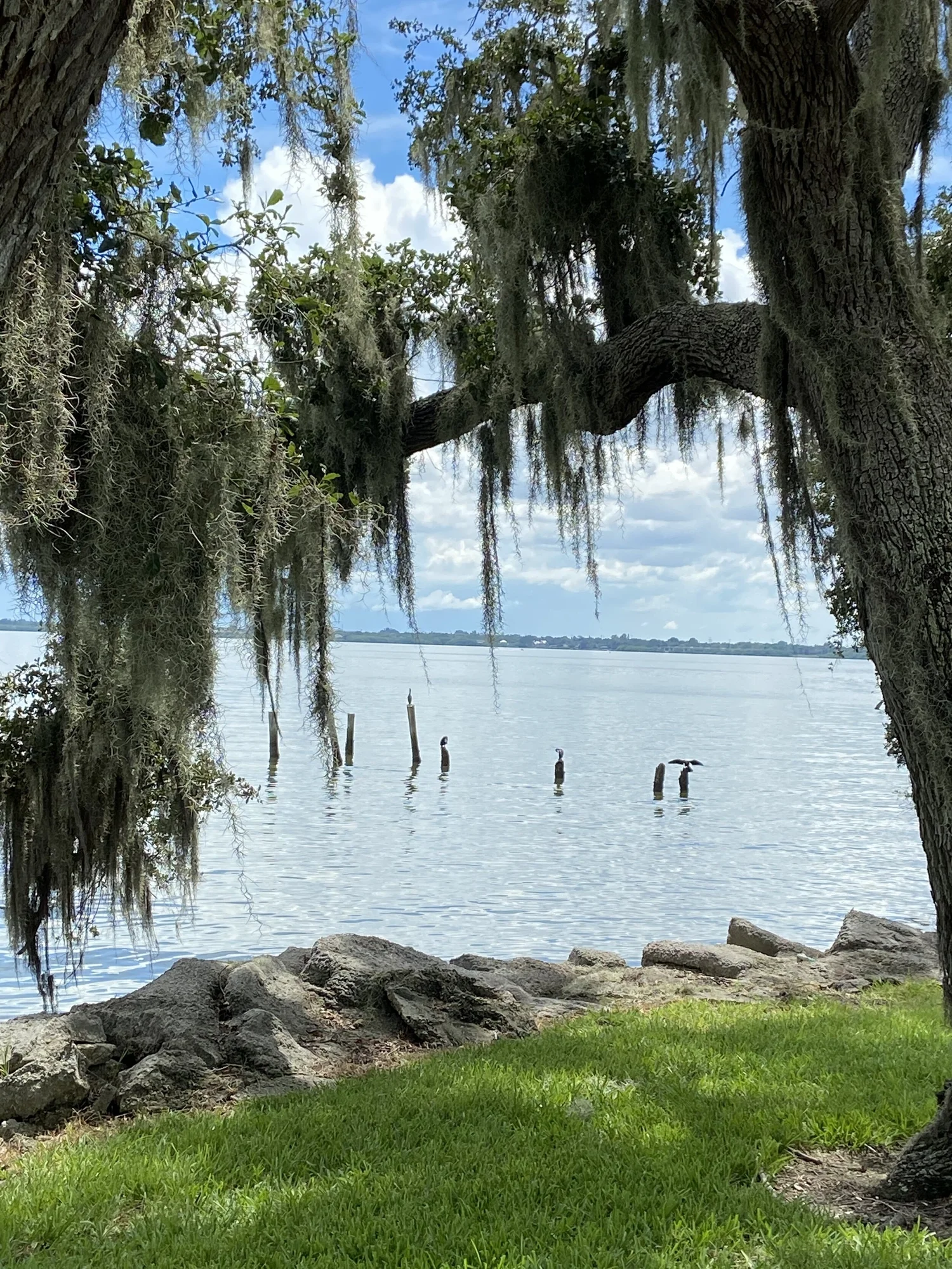 Calm waterfront view framed by moss-draped oak trees, with birds perched on wooden posts in the distance.