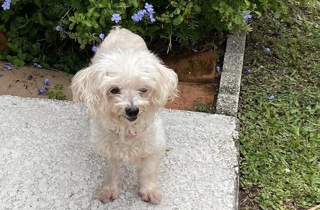 Sugar a small white dog on the sidewalk happy
