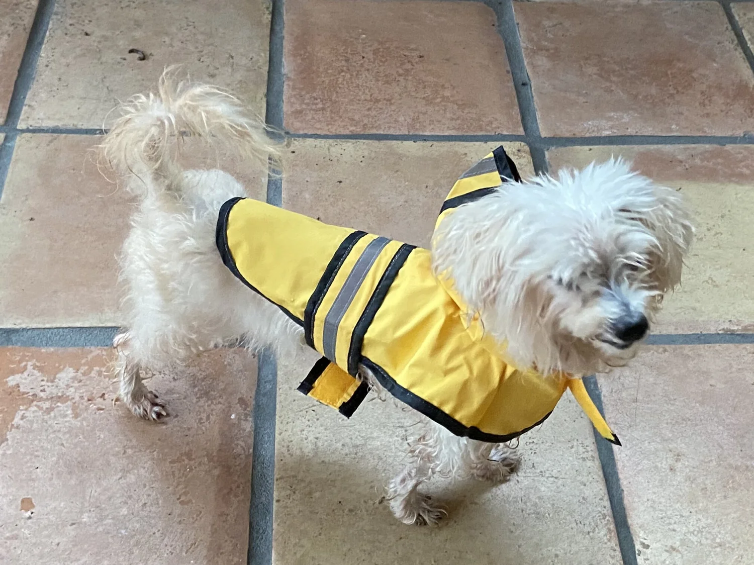 Sugar in a yellow and black striped jacket